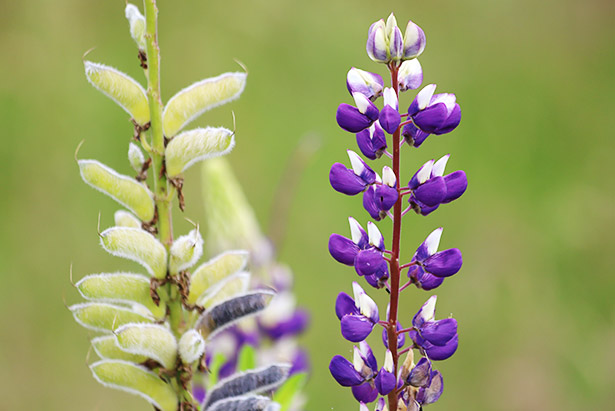 Inhaltsstoff Süßlupine