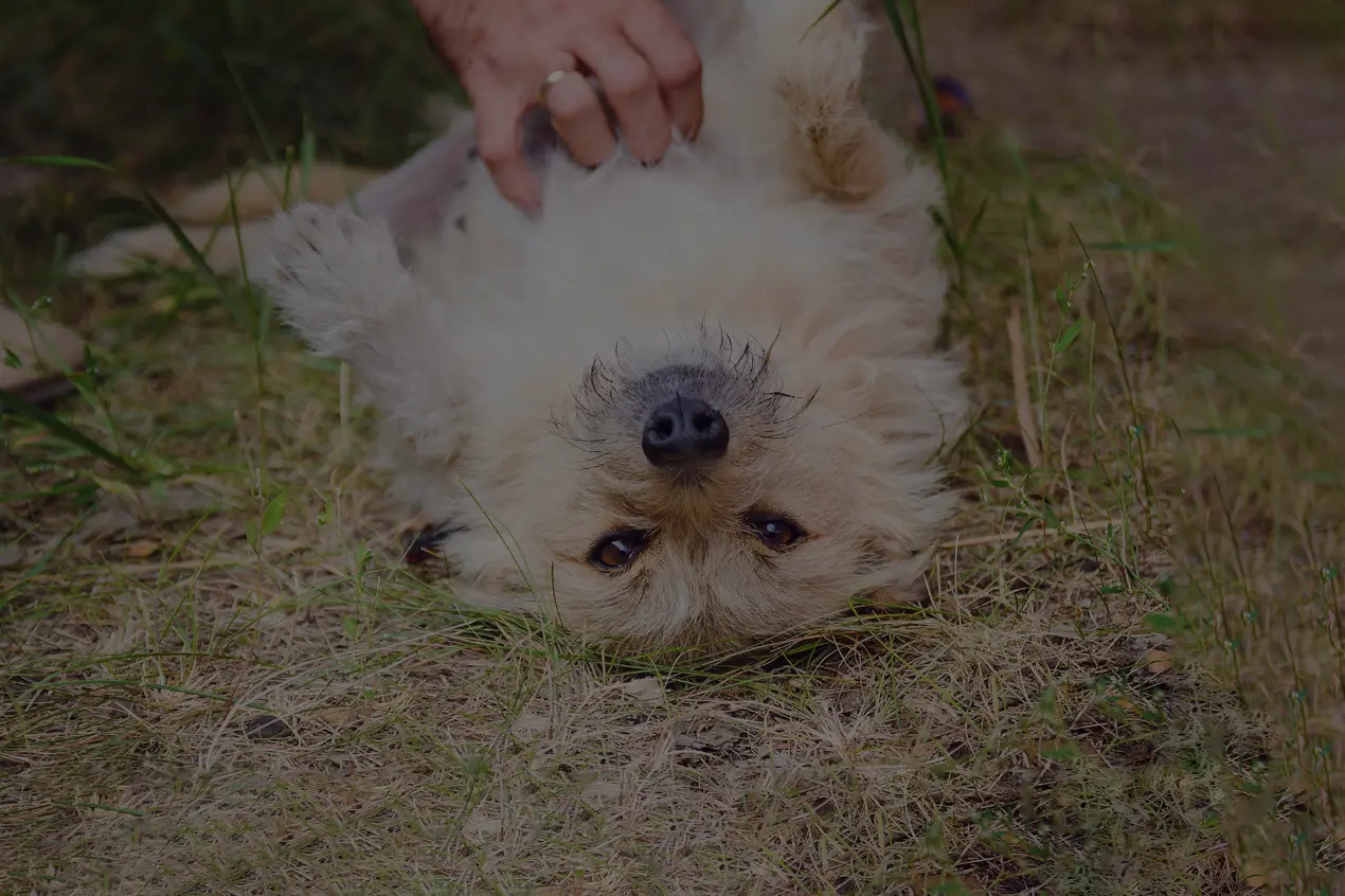 Webinar Darmgesundheit beim  Hund