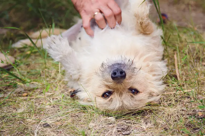 Webinar Darmgesundheit beim Hund