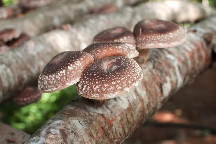 Shitake Pilz Shitake Pilz