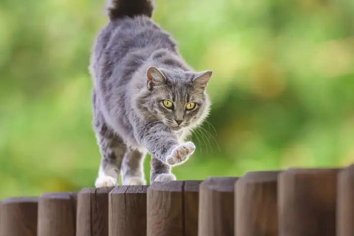 Katze