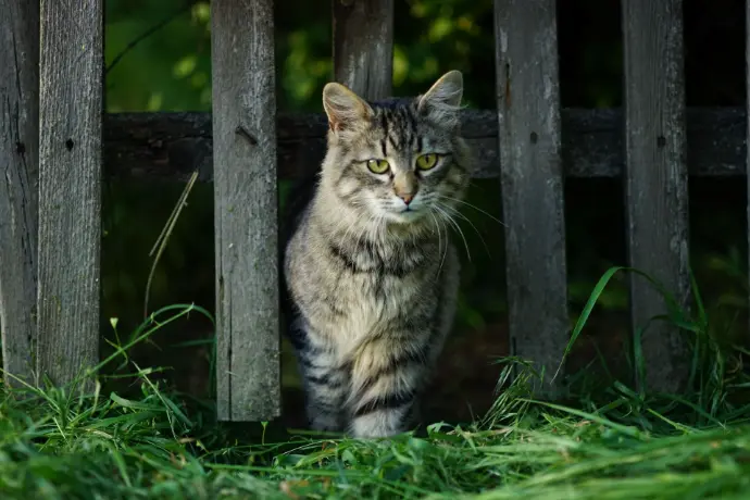 Katze am Zaun Katze am Zaun