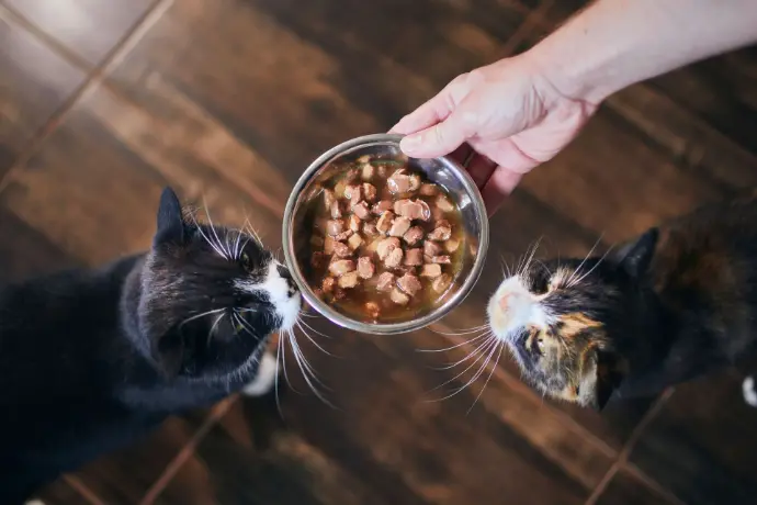 Katzen werden gefüttert Katzen werden gefüttert