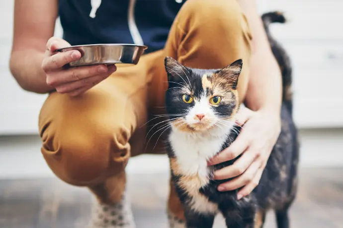 Katze bekommt Futter Katze bekommt Futter