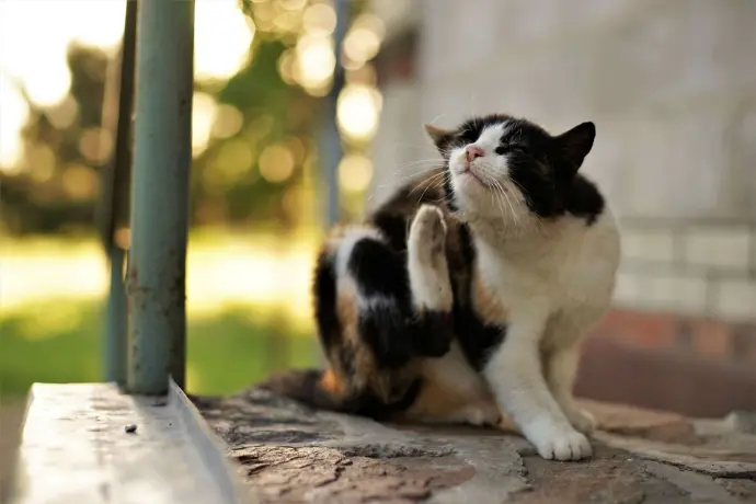Katze kratzt sich Katze kratzt sich