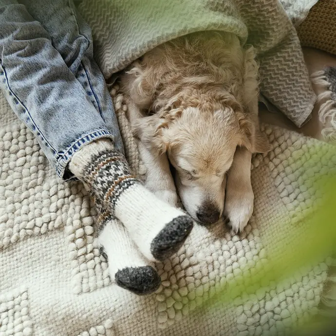 Müder Hund Müder Hund