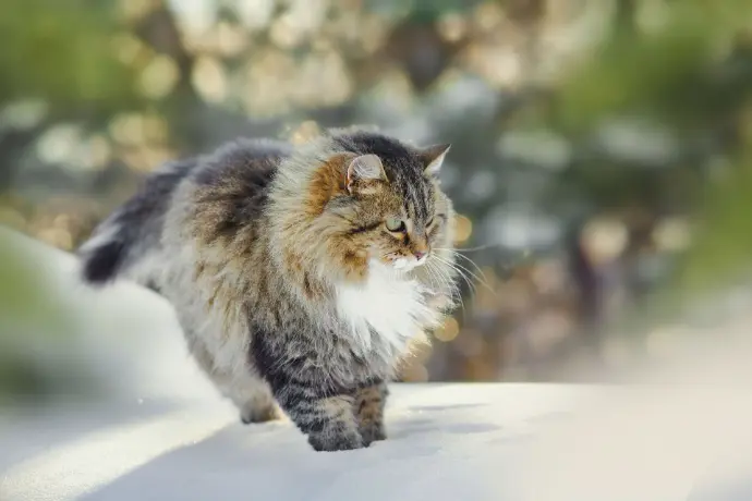 Katze im Schnee