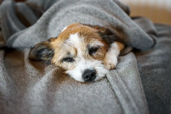 Müder Hund Müder Hund