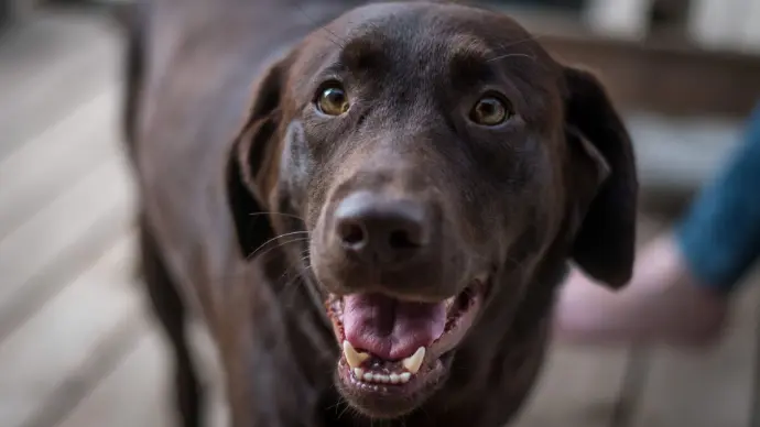 Hund schaut den Betrachter an