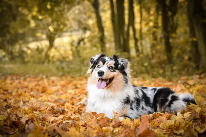 Hund liegt in Herbstblättern Hund liegt in Herbstblättern