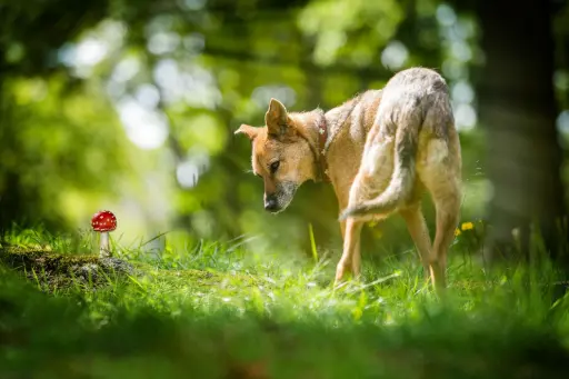 Hund steht auf der Wiese Hund steht auf der Wiese