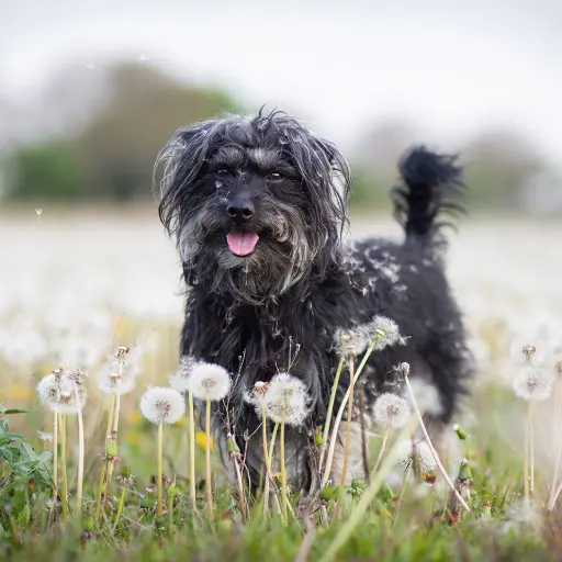 Kleiner Hund zwischen Pusteblumen