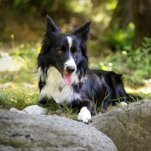 Hund liegt im Gras Hund liegt im Gras