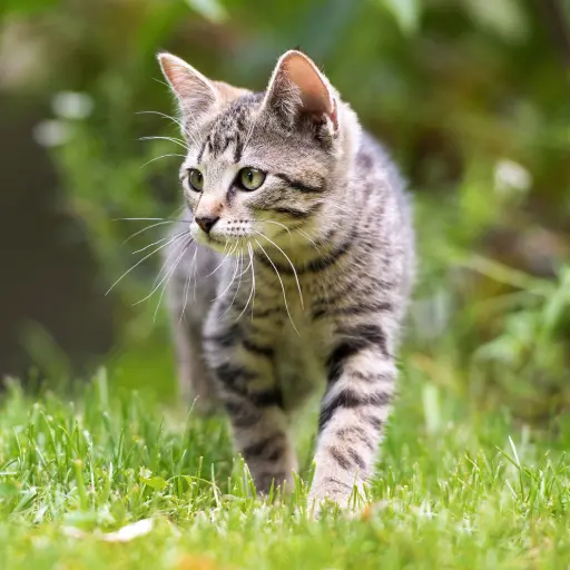 Katze läuft durchs Gras Katze läuft durchs Gras