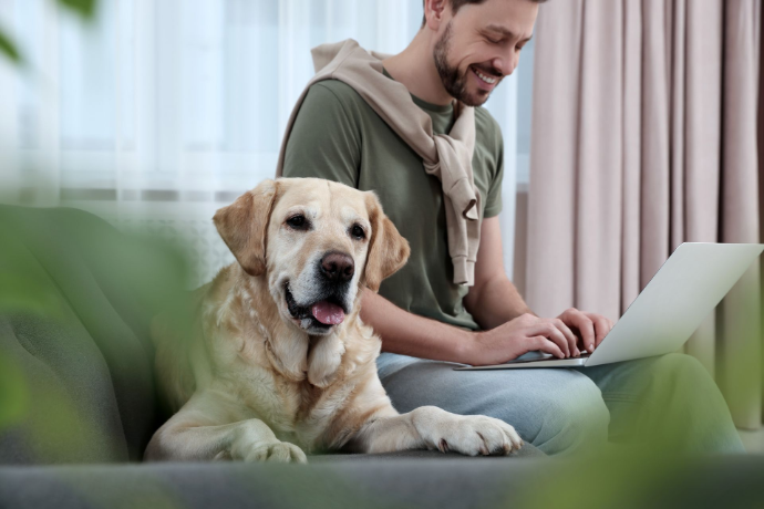 Hund liegt mit auf Sofa Hund liegt mit auf Sofa