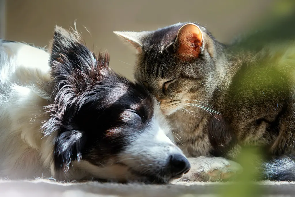 Hund & Katze Hund & Katze