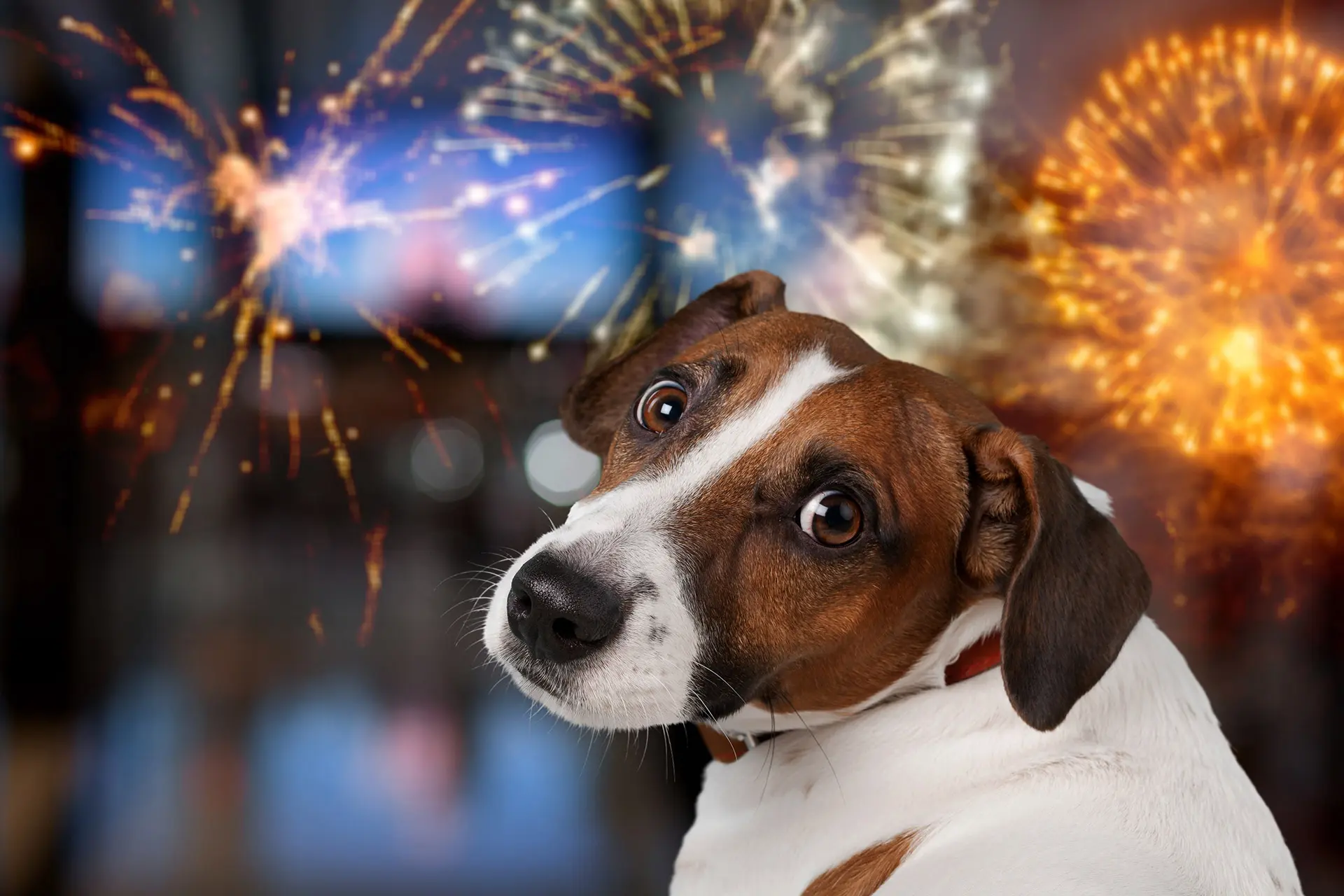 Hund an Silvester
