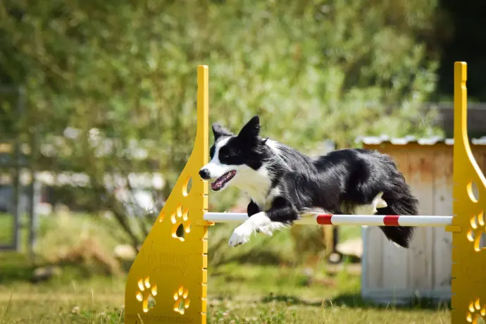 Hund springt über Hindernis