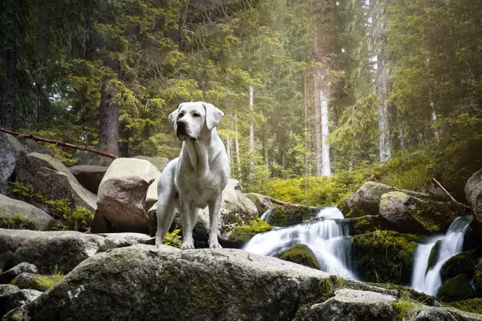 Kalziumversorgung bei Hunden