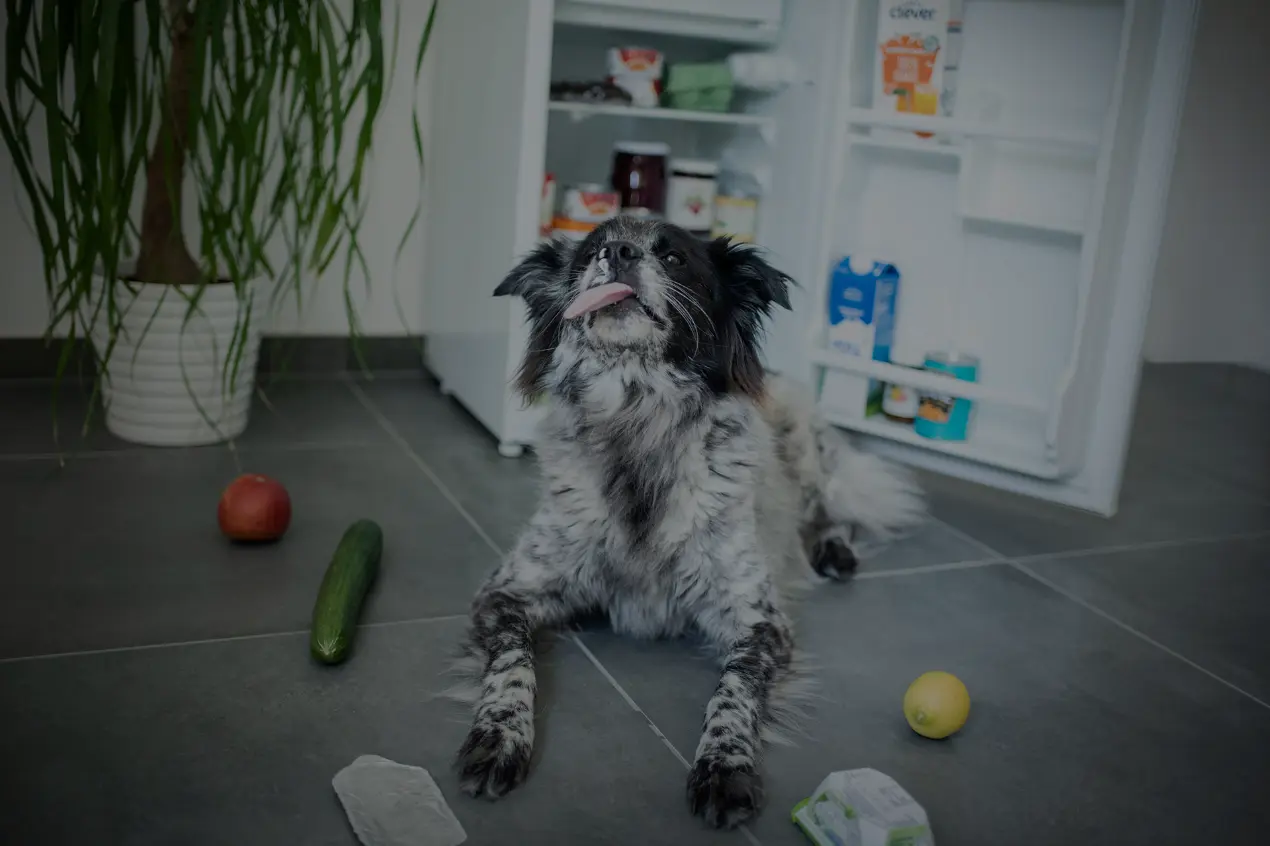 Webinar Darm vs. Verhalten