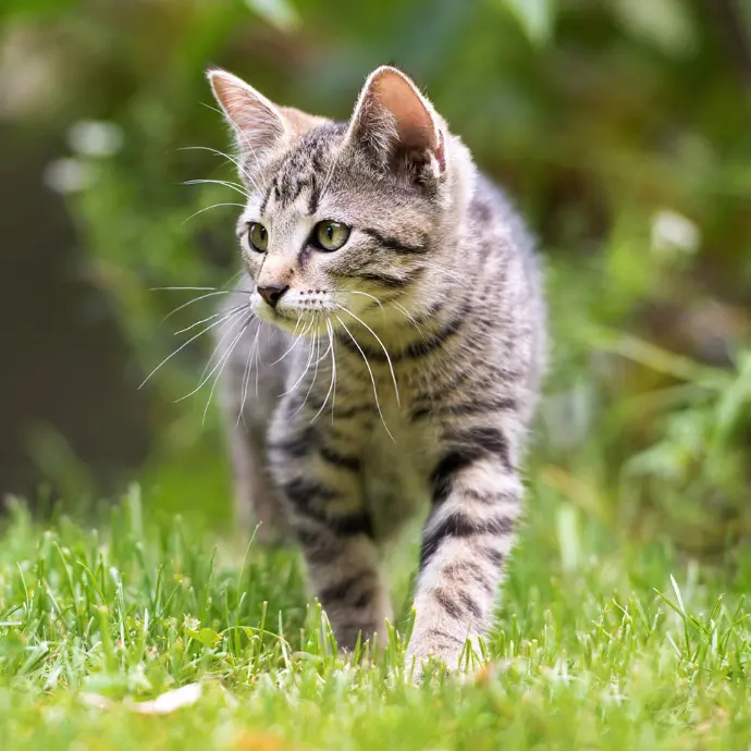 Katze läuft durchs Gras