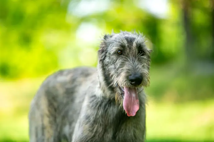 Hund schaut in die Kamera Hund schaut in die Kamera