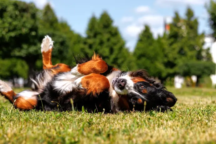 Hund liegt auf dem Rücken Hund liegt auf dem Rücken