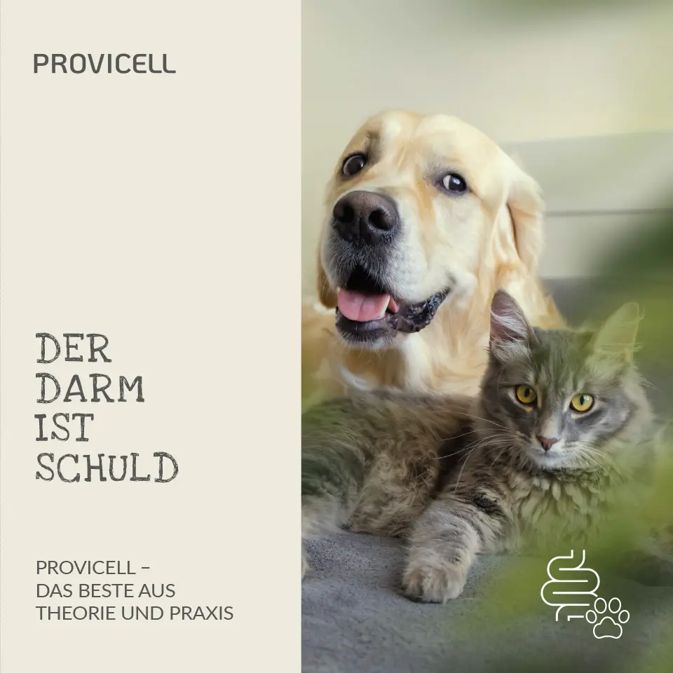 E-Book der Darm ist schuld