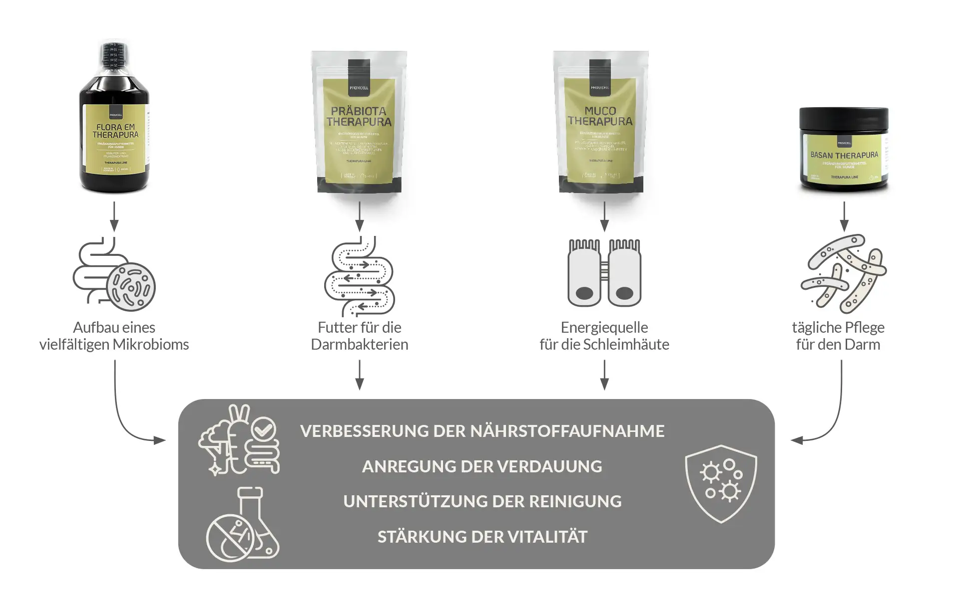 Schaubild zur Probiotika-Darmkur aus der Therapura-Linie von PROVICELL