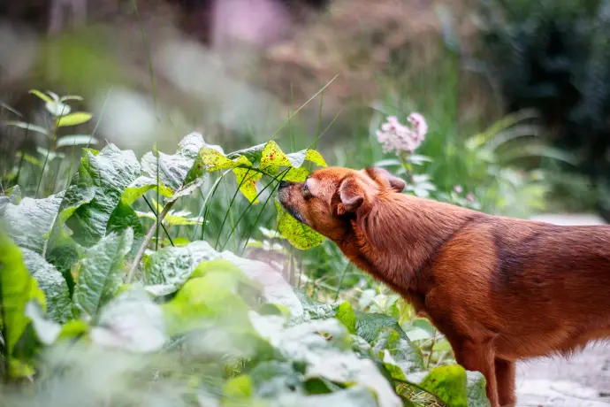 Kräuter und Pflanzen für Hunde: Die Wirkung von sekundären Pflanzenstoffen