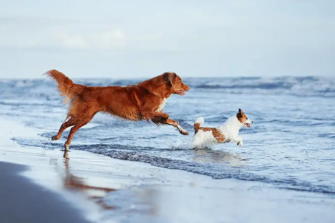 Grünlippmuschel für den Hund