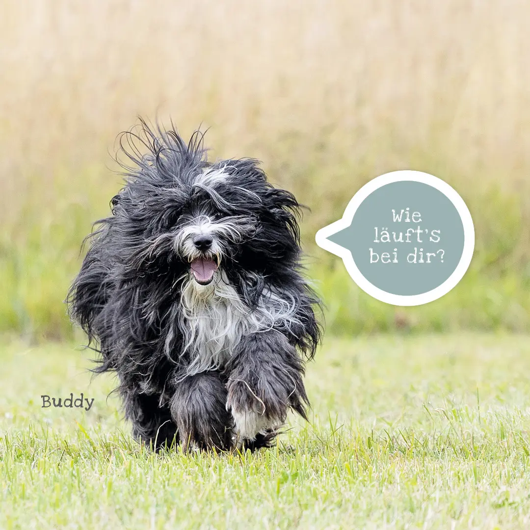 Buddy in Bewegung
