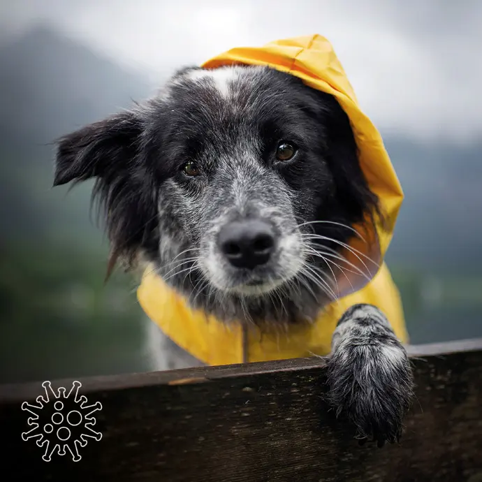 Anwendungsbereich Immunsystem