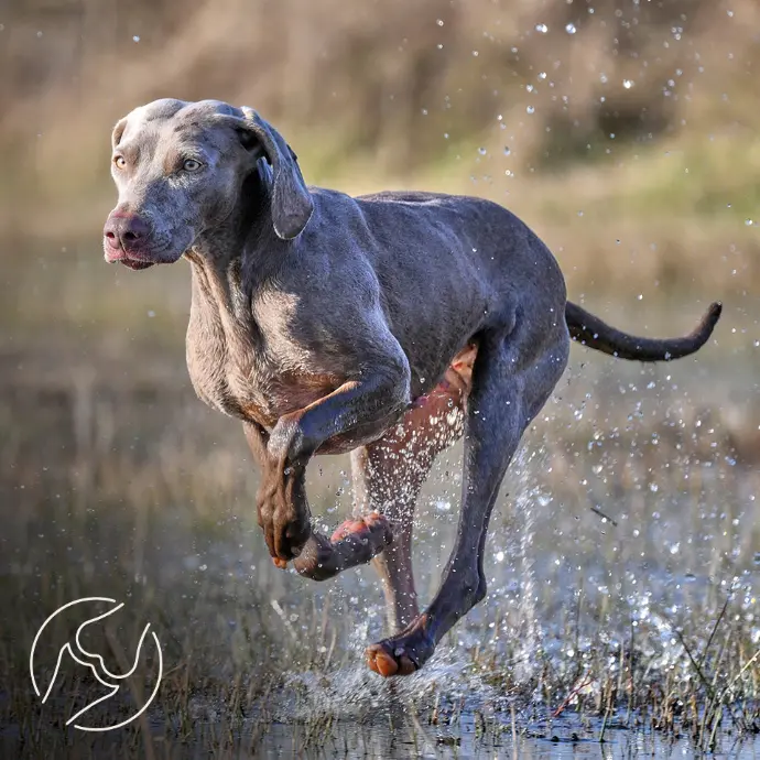 Anwendungsbereich Gelenke