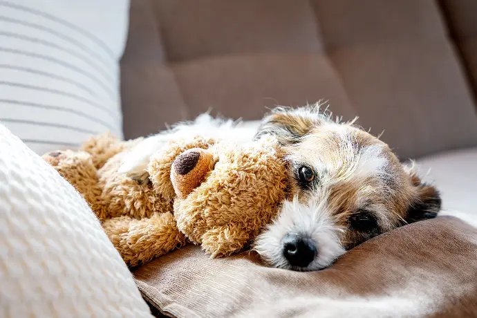 Anwendungsbereich Darm und Verdauung