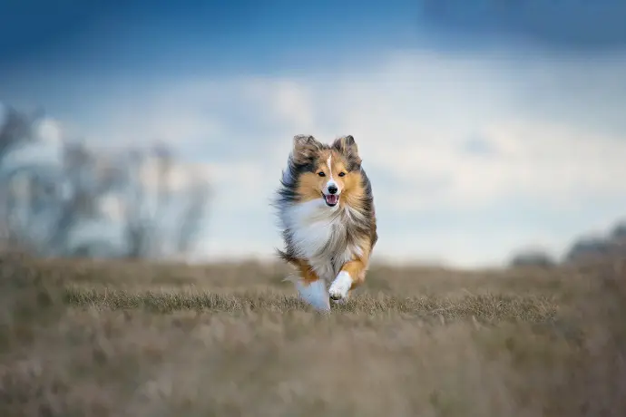 Anwendungsbereich Haut und Fell