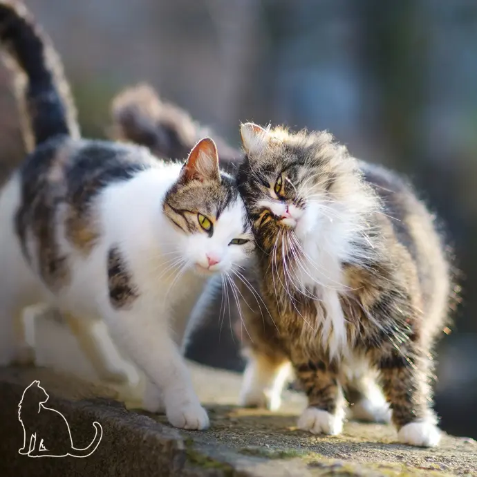 Anwendungsbereich Katzen