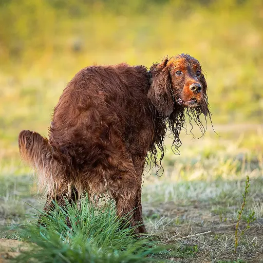 Hund hat Durchfall