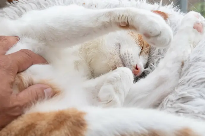 Blog Darmsanierung bei Katzen Blog Darmsanierung bei Katzen